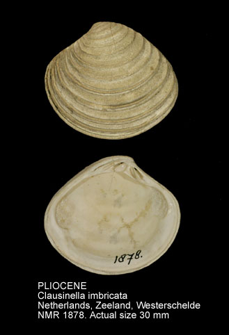 PLIOCENE Clausinella imbricata.jpg - PLIOCENE Clausinella imbricata (Sowerby,1826)